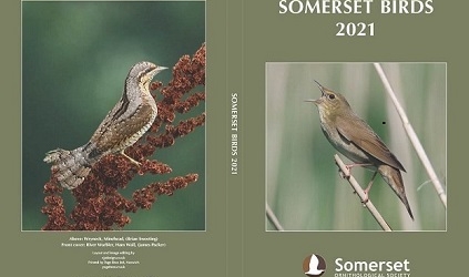 Somerset Birds 2021